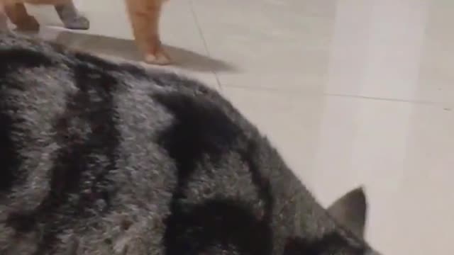 addicted cat 😹😹♥️