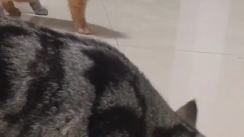 addicted cat 😹😹♥️