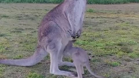 kangaroo mama