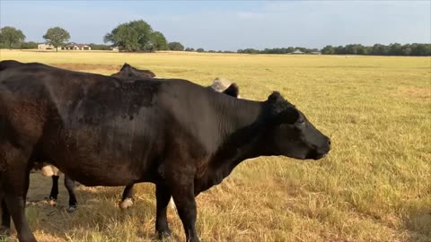 New Girls at the Ranch