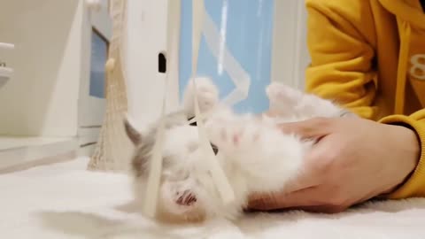 Cute munchkin cat