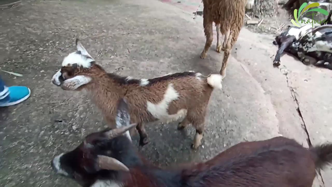 Goats Funny Cute Video 🔴 Goat Eating Videos Compilation p8