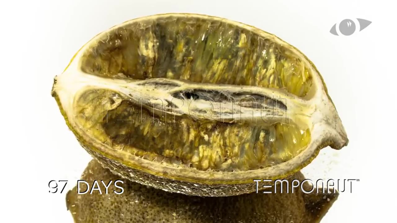 Lemon Time-Lapse