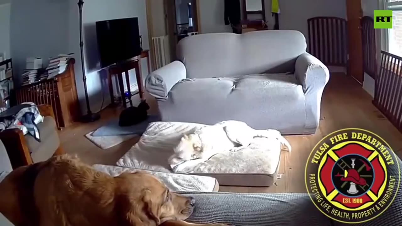 Dog chewing on battery sparks house fire