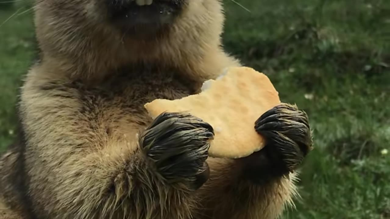 20 #What to shoot today #Beautiful prairie Marmot eating potato chips