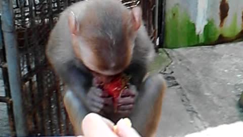 Monkeys with a rambutan fruit peeled