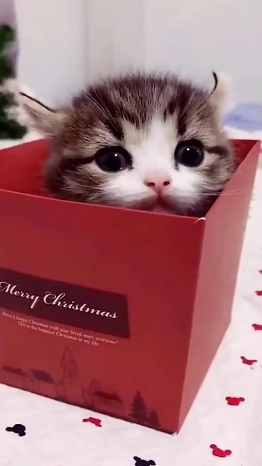 Lovely Cats babyThis video