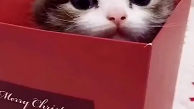 Lovely Cats babyThis video