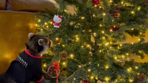 Raccoon Helps Decorate Christmas Tree