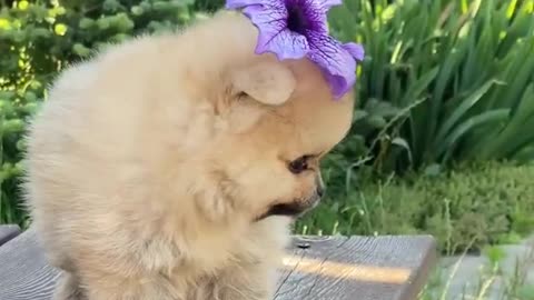 cute baby dogs