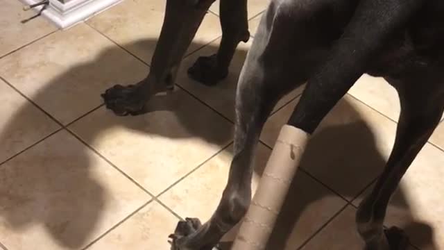 Dog chases tail with paper towel roll