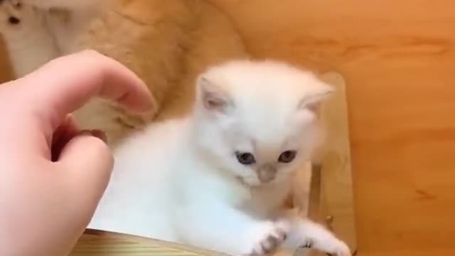 The kitten defends itself in a funny way