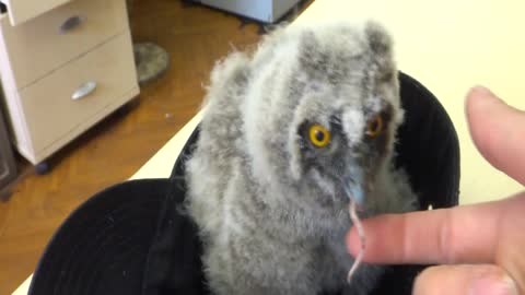 Птенец ушастой совы ест мышь (Nestling long-eared owl eats mice)