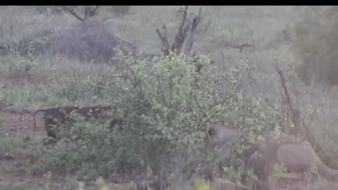 Animal Plane- Lions vs Warthog _ Warthog Fight Lion To Save Another Warthog