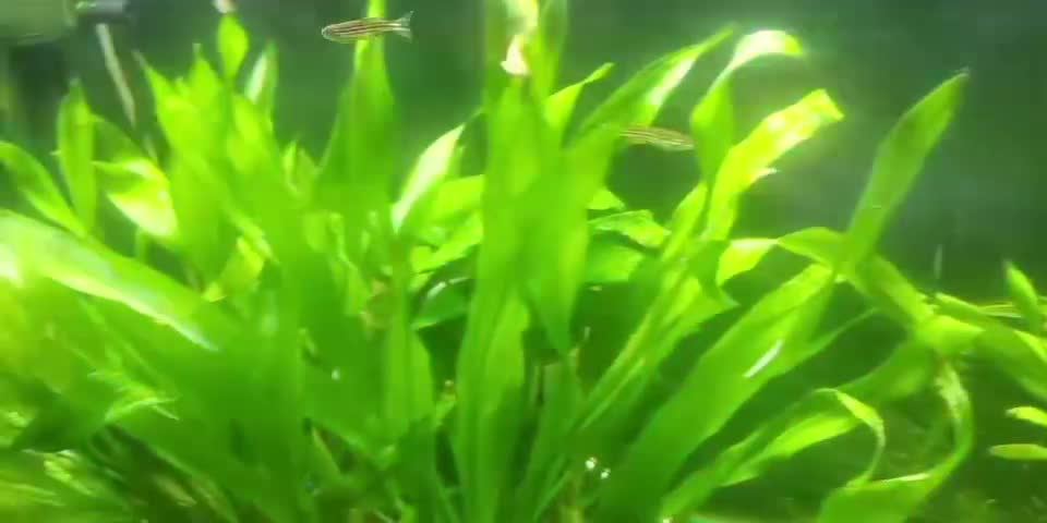Small goldfish