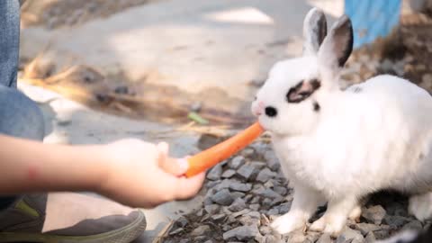 cute rabbits in a cage eating a carrot