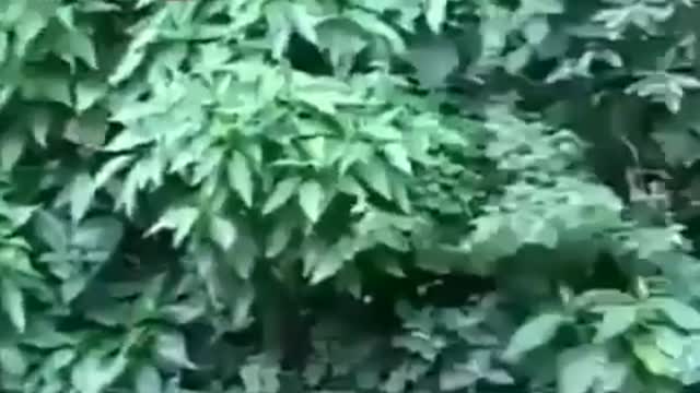 #Shorts funny monkey video 2020 try not to laugh # funny animals2