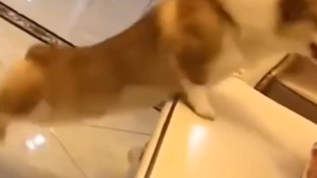 Welsh corgi Trying Jump Onto Sofa