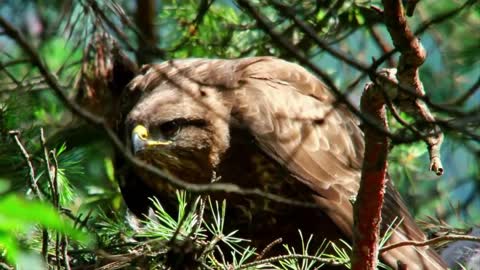 Viewers with a stunning mix of birds