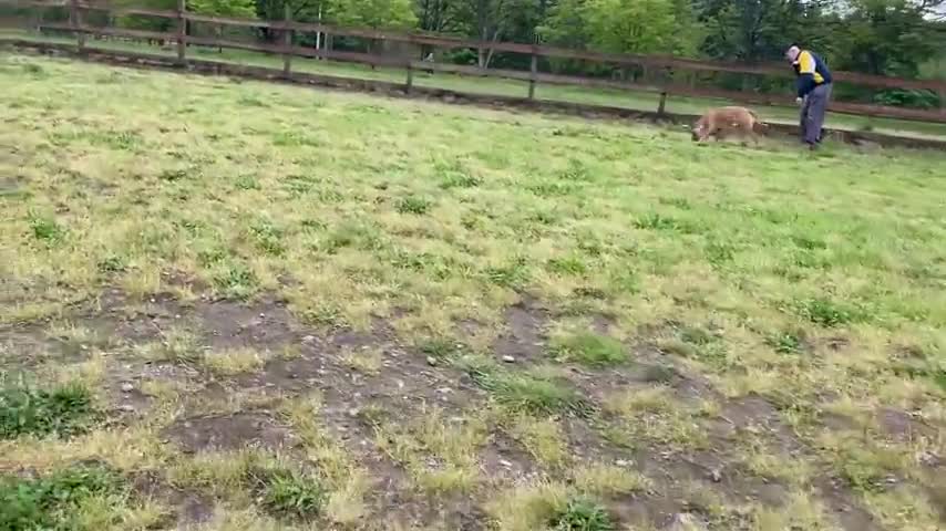 German Shepherd v.s. Pitbull