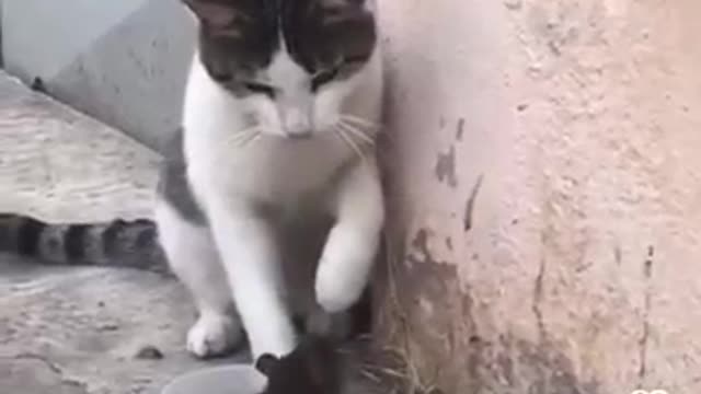 Cats - Baby cats - funny and fluffy (11) / Gatos - Filhotes - engraçados e fofos (11) #shorts