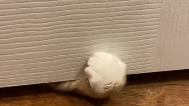 House Cat Rules - Never Close the bathroom Door!