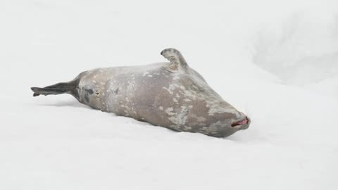 Weddell Seal Cute Yawn