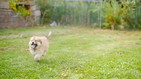 Adorable Puppy Dog Outside Running On Grass