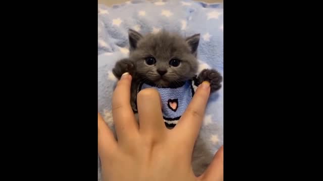 awesome Funny 🐶 Dogs And Cats 😸compilation
