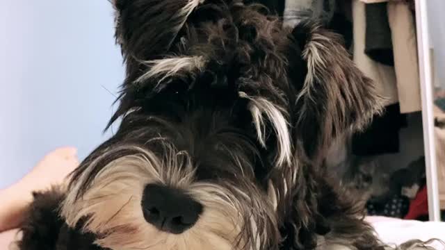 Dog cute dog top 10 dog best dog fanny dog