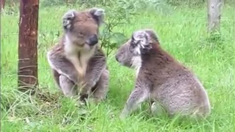 Koala fight