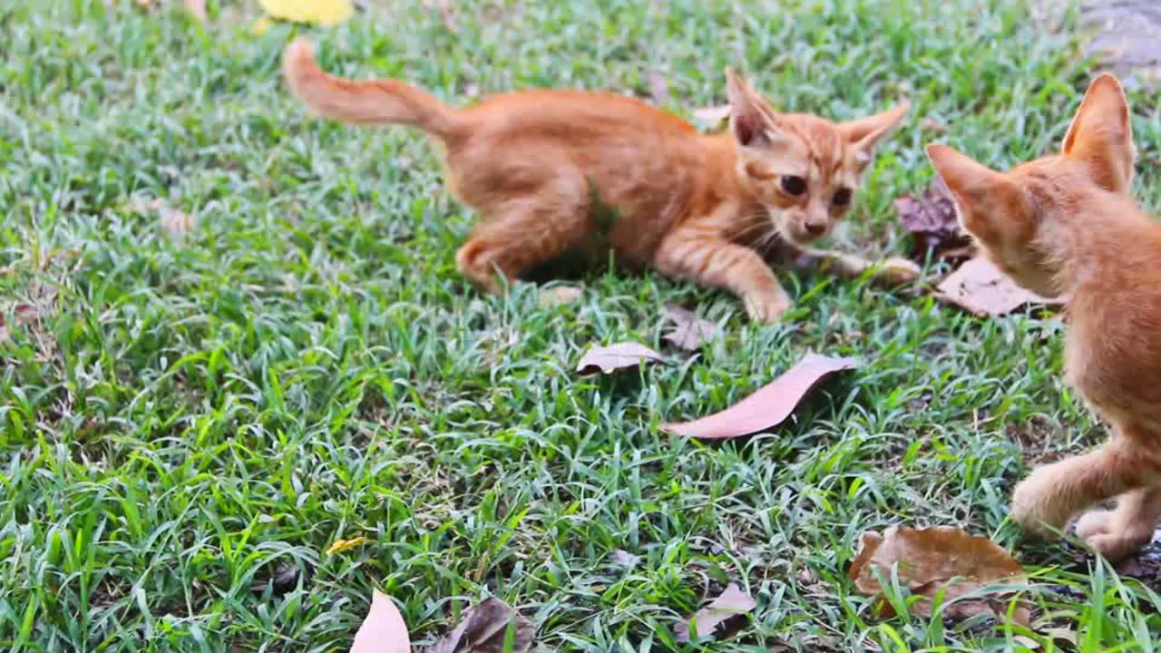 Cats playing in park | funny cats😍❤️