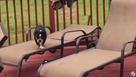 Funny Animals America