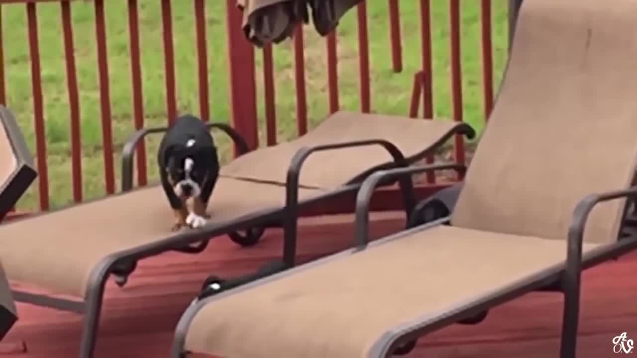 Funny Animals America