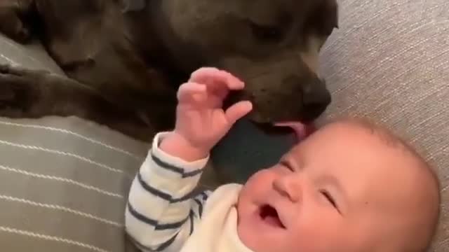 dog cuddling the baby