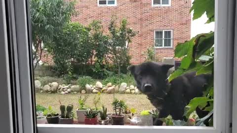 a obedient dog