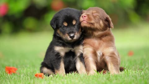 Puppies Dog - Friendship | Baby Dogs - Cute and Funny Dog Videos