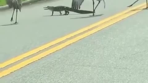 Alligator Vs Cranes