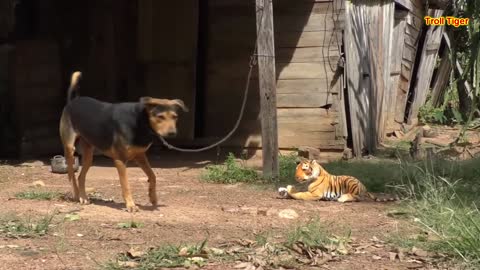 Pranking Dogs with..... tiger??