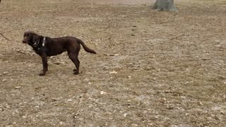 Doggy refuses to leave the park when snow starts falling