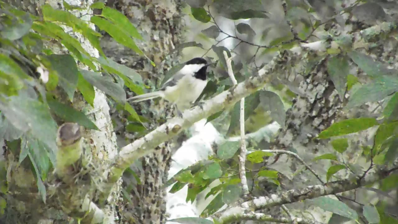 Chickadee