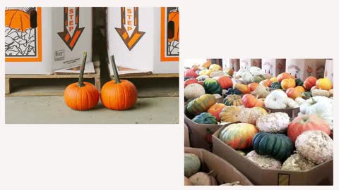 Pumpkin Varieties