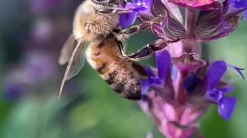 Bee's healing frequency resistance C