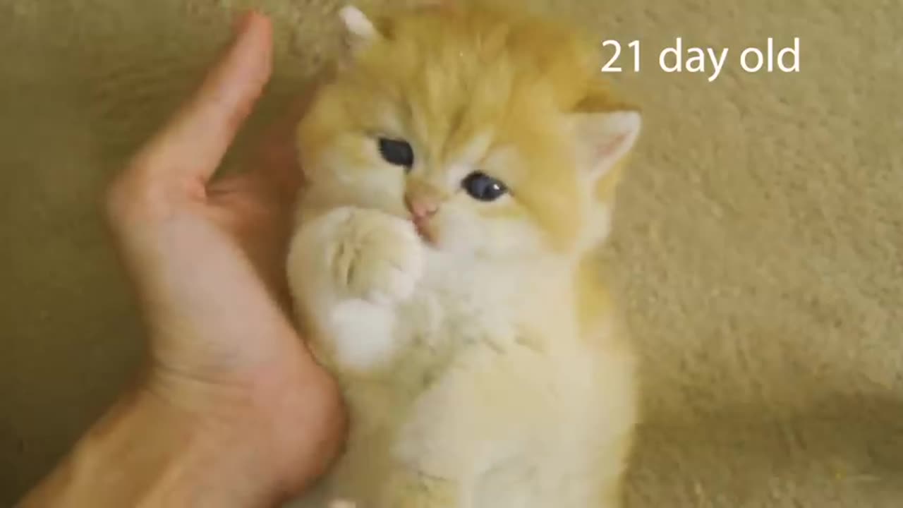 How kitten Pudding grow up- from 0 to 12 months #cat #cute #kitten #pets #meow #videos #shorts #dog