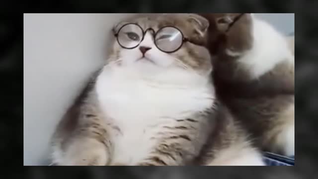 Funny and Cute Cats / Funny animals video