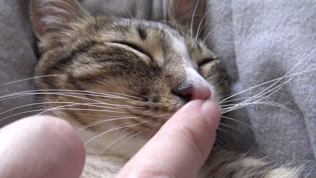 Small Cat Breathes Deeply