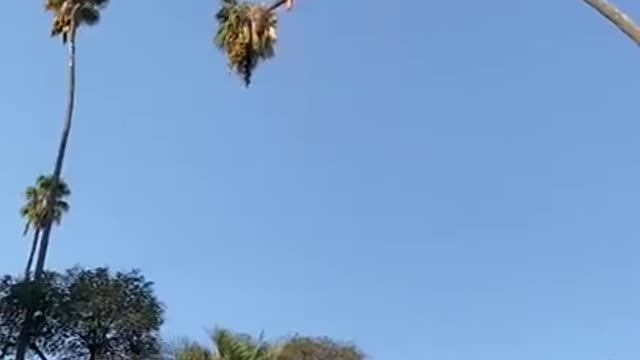 Man Risks His Life By Cutting plam Tree