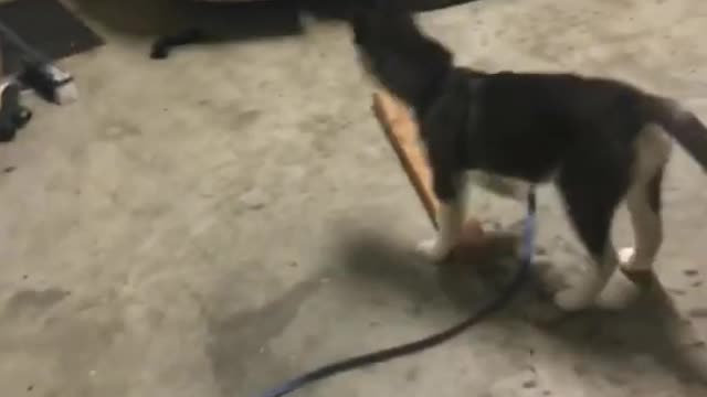 Husky puppy barking at his own reflection - Confused pup howls at his reflection