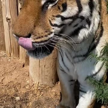 No moos or chuffs shared this morning. But still a happy boy