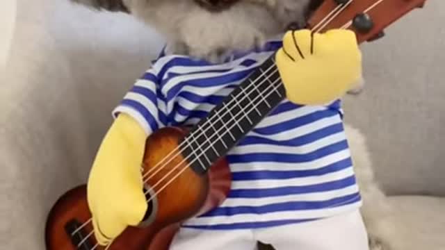 Animal and pet funny videos 2021